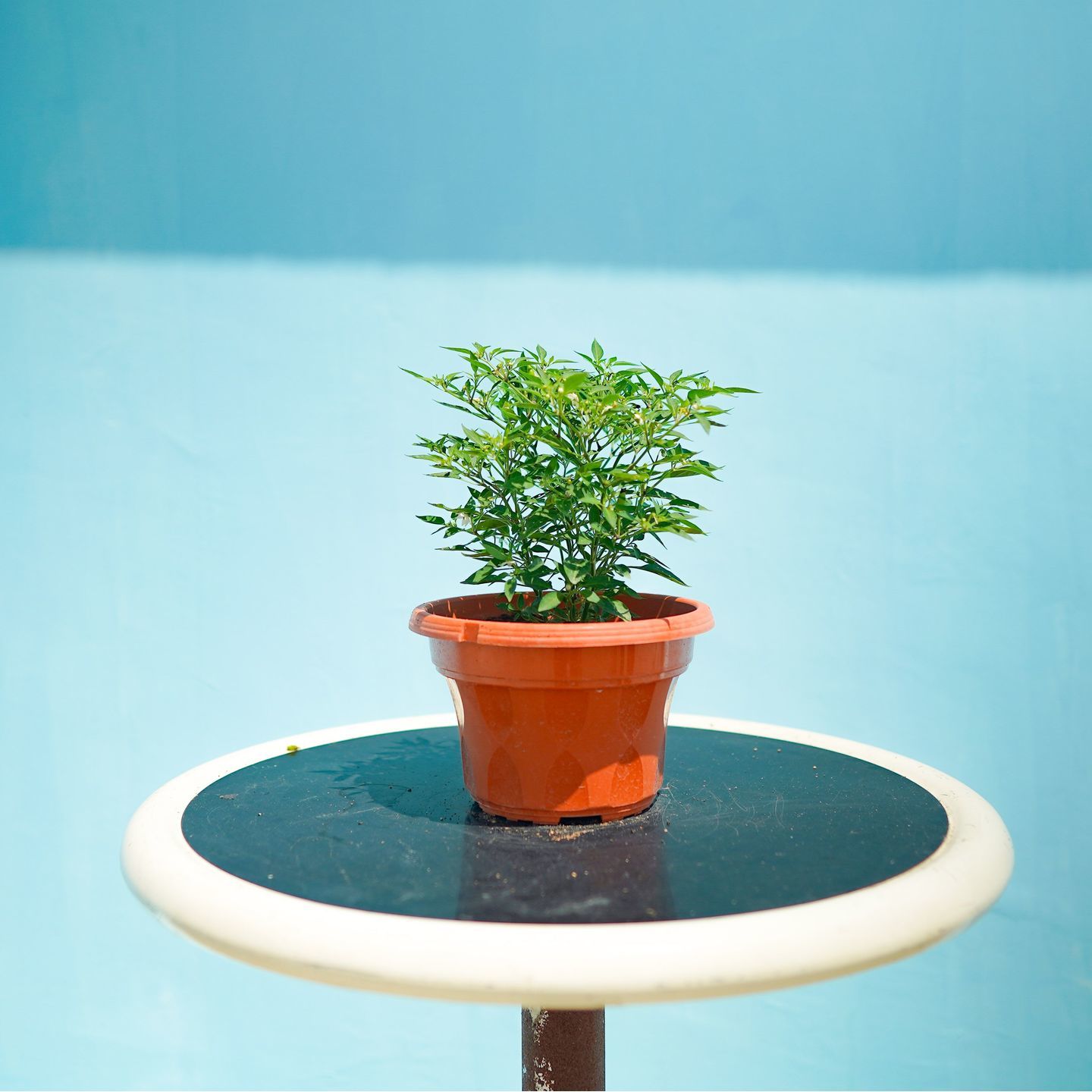Chilli padi 小辣椒 P220 (listed price for 2 pots)