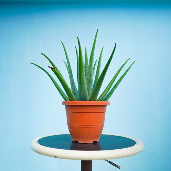 Aloe Vera / 芦荟 P260