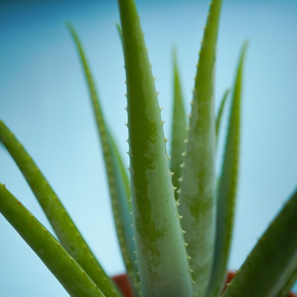 Aloe Vera / 芦荟 P260 - Image 2