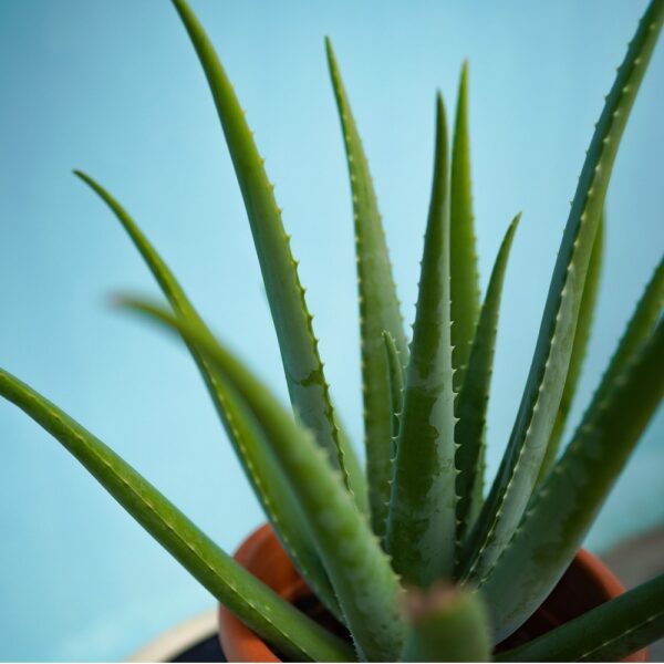 Aloe Vera / 芦荟 P260 - Image 3