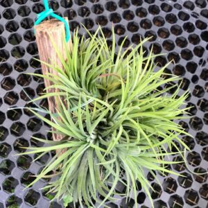 Air plant (hanging)