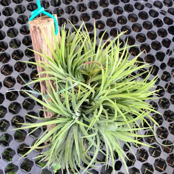 Air plant (hanging)