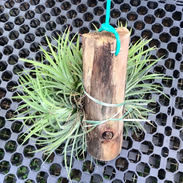 Air plant (hanging) - Image 3