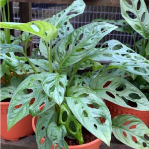 Monstera obliqua