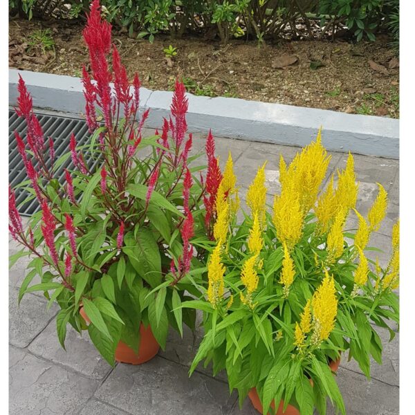 Celosia Plume 凤尾花 - Image 2