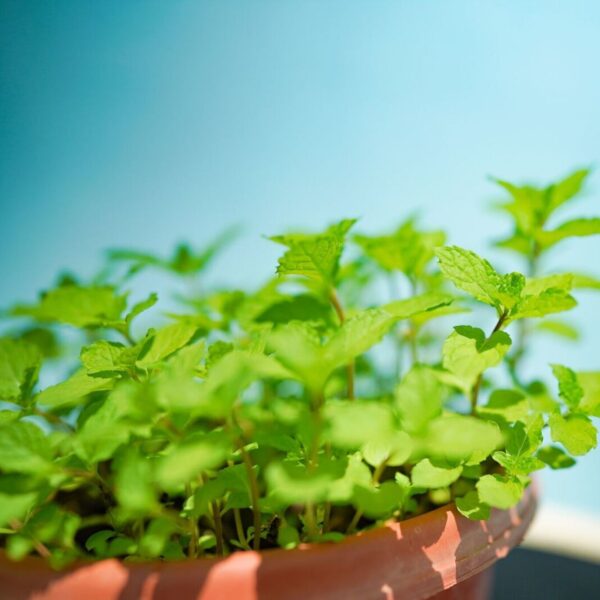 Mint (listed price for 2pots) - Image 2