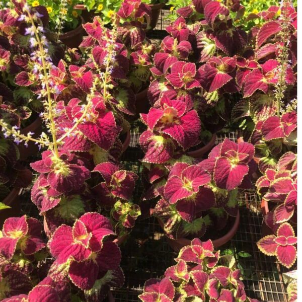 Coleus / 彩叶 - Image 2
