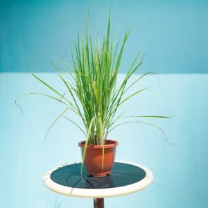 Lemon Grass P230