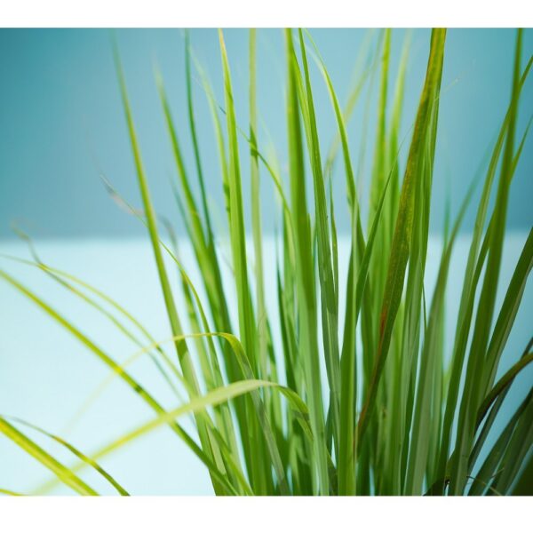 Lemon Grass P230 - Image 2
