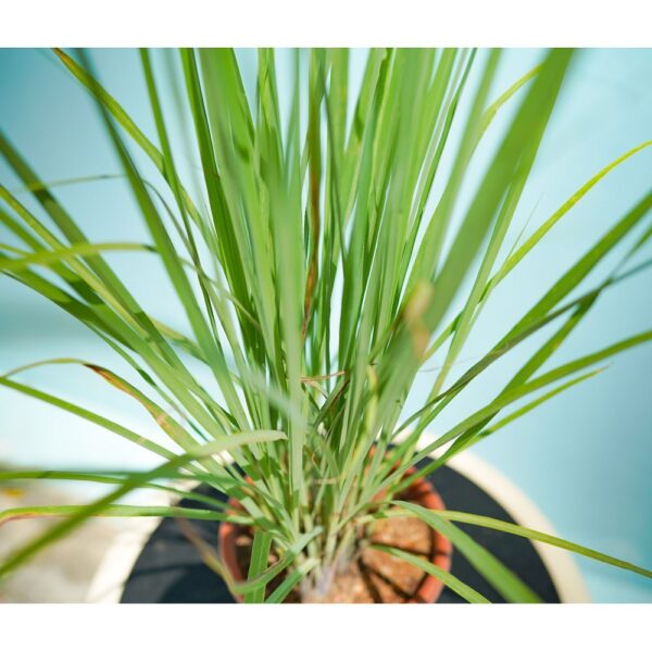 Lemon Grass P230 - Image 3
