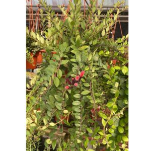 Lipstick plant (Aeschynanthus radicans)