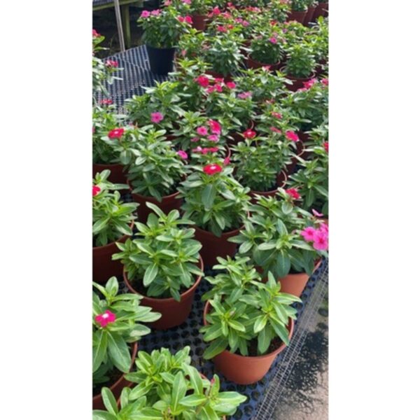 Vinca Plant 长春花 - Image 4