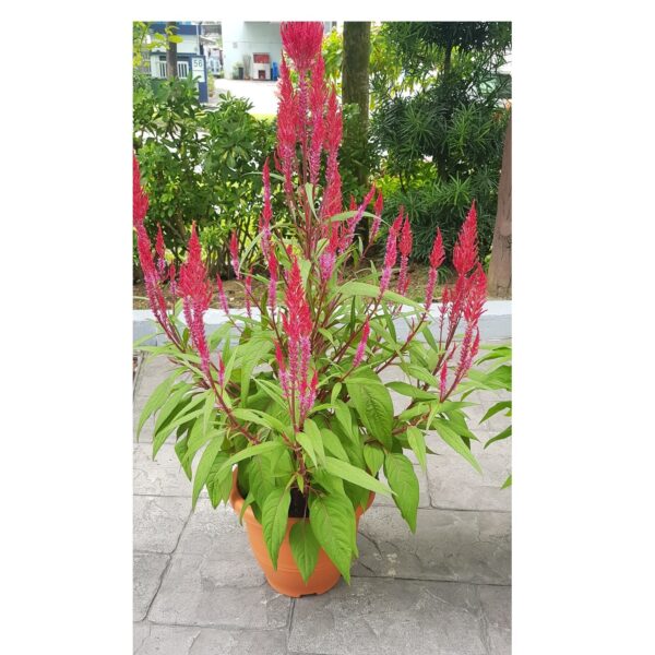 Celosia Plume 凤尾花 - Image 3
