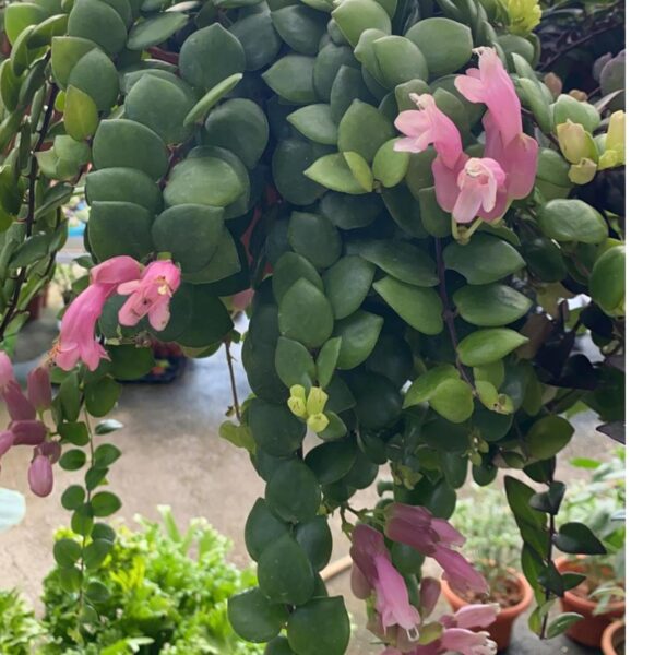 Lipstick plant (Aeschynanthus radicans) - Image 2