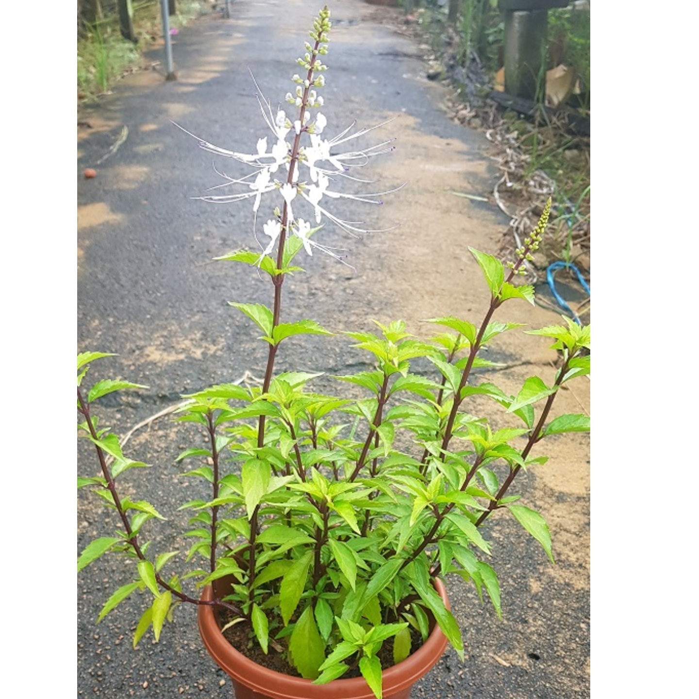 Cat's Whiskers / 猫须草 (listed price for 2 pots)