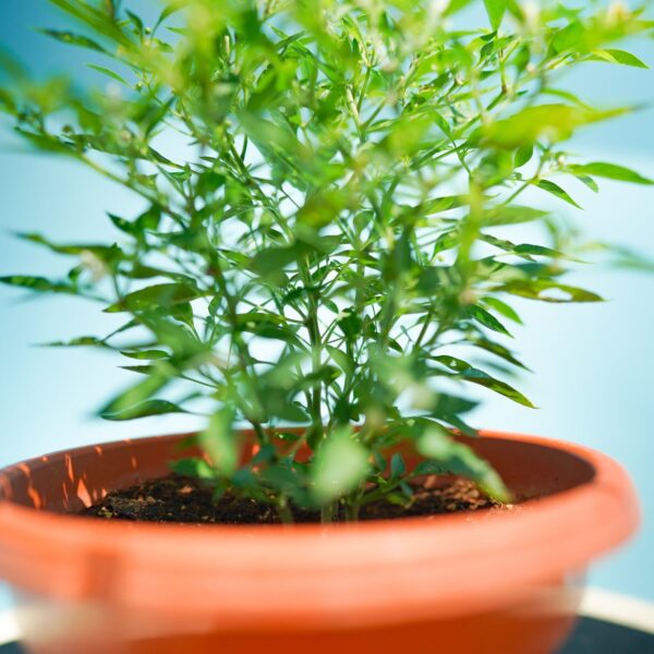 Chilli padi 小辣椒 P220 (listed price for 2 pots) - Image 2