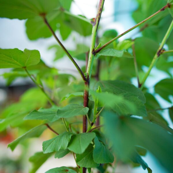 Roselle P230 - Image 3
