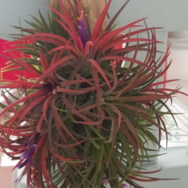 Air plant (hanging) - Image 4