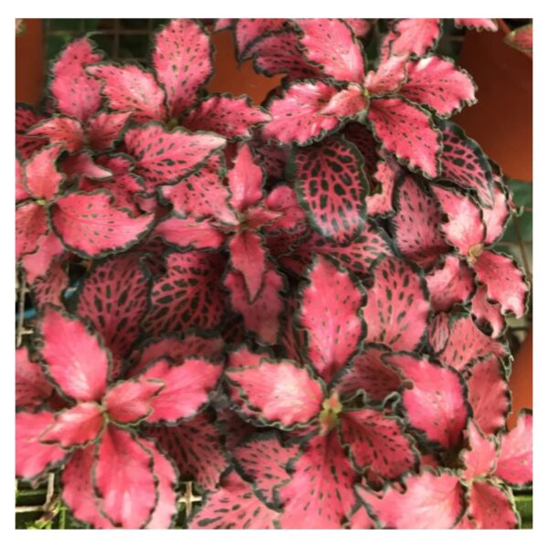 Fittonia / 红网纹草, 白网纹草 (listed price for 3 pots) - Image 2