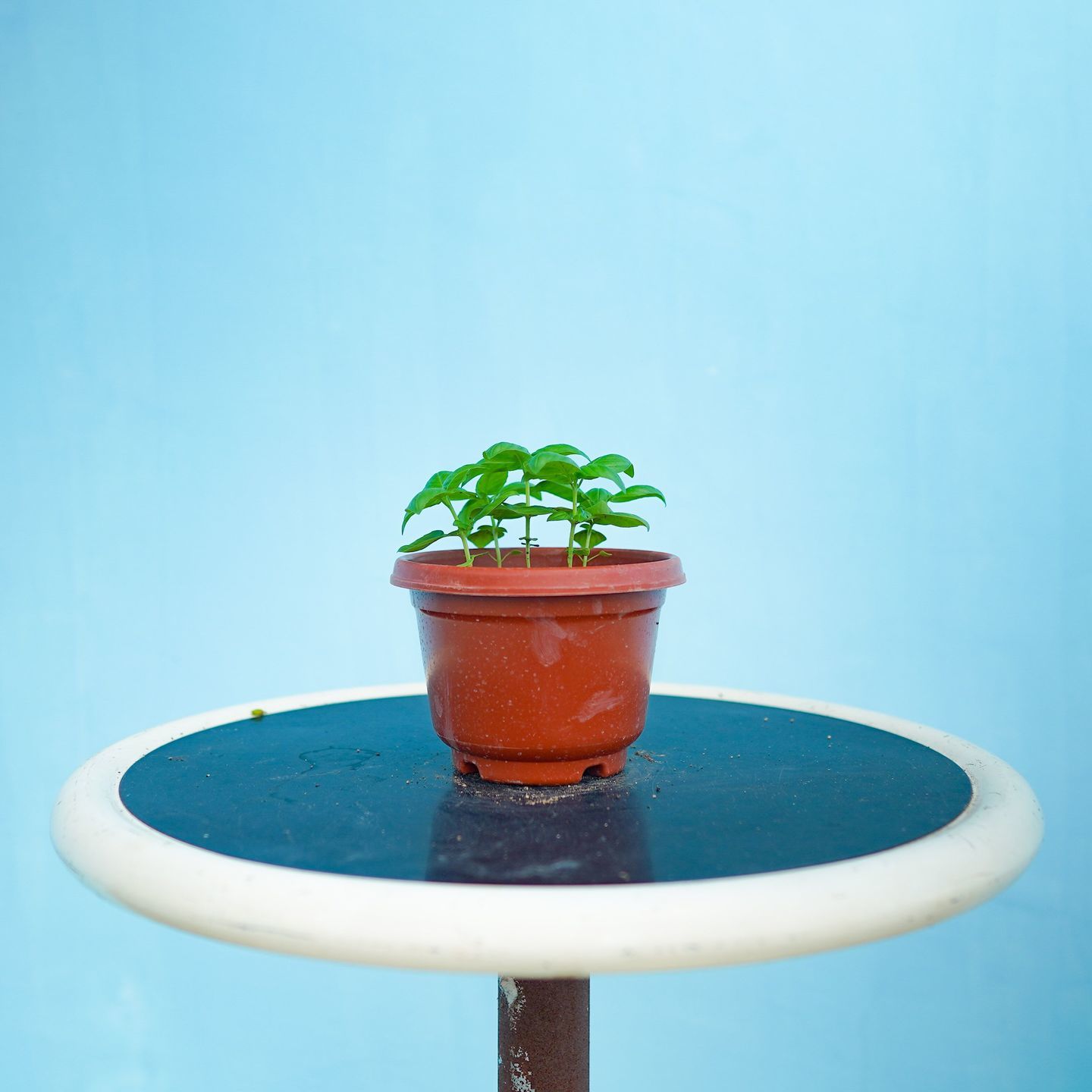 Basil 'Sweet' 九層塔 (listed price for 2 pots)