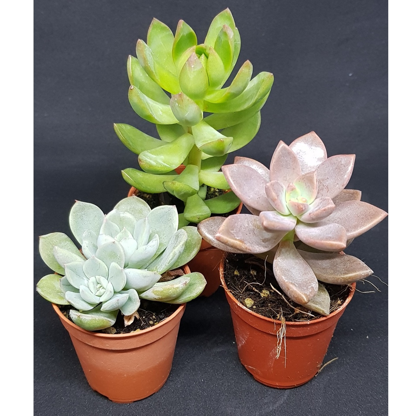 Succulents - please contact us for availability. (listed price is 4pots for $16)