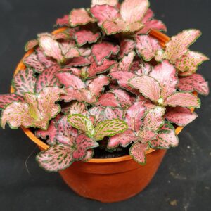 Fittonia / 红网纹草, 白网纹草 (listed price for 3 pots)