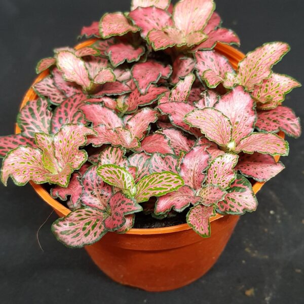 Fittonia / 红网纹草, 白网纹草 (listed price for 3 pots)