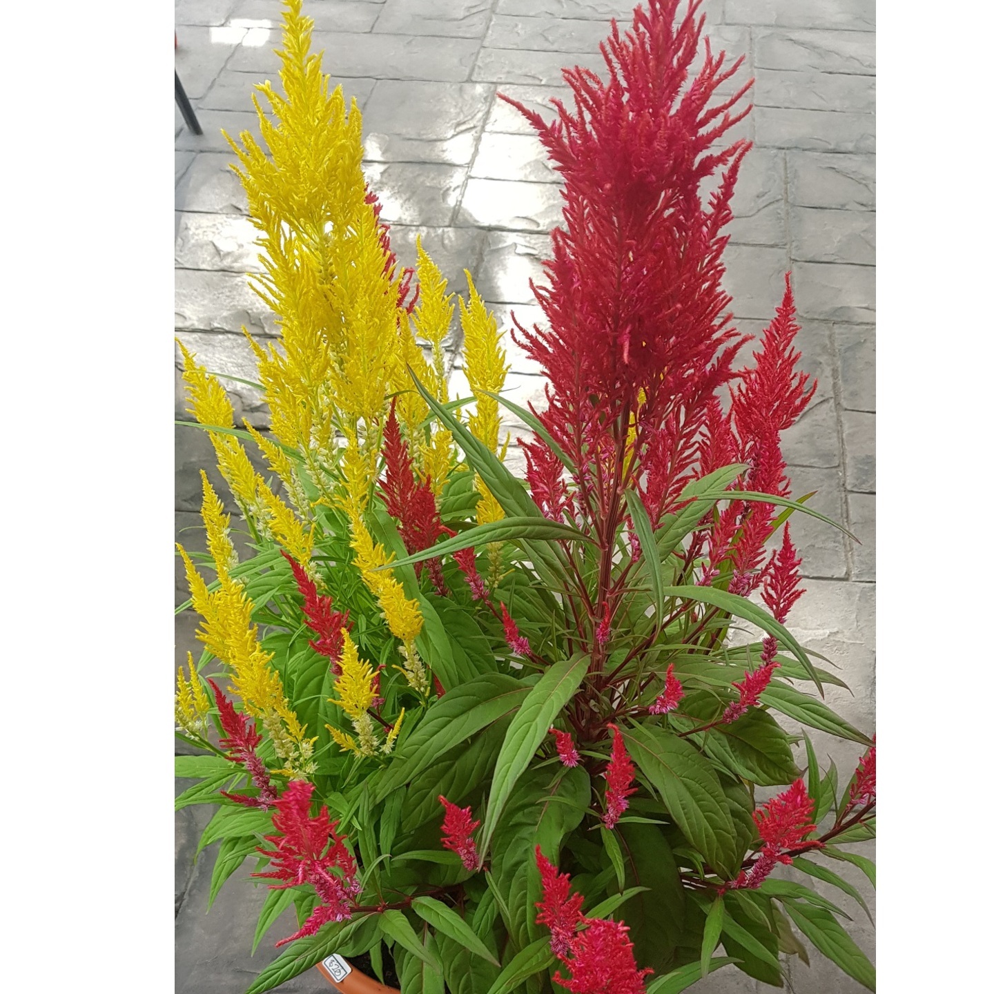 Celosia Plume 凤尾花