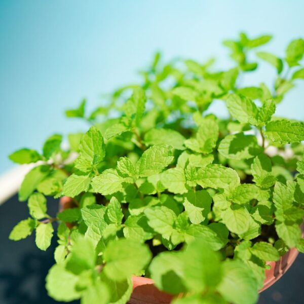 Mint (listed price for 2pots) - Image 3
