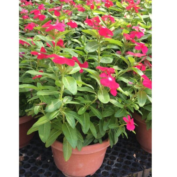 Vinca Plant 长春花 - Image 2