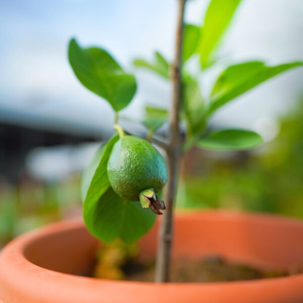 Guava P260 - Image 2