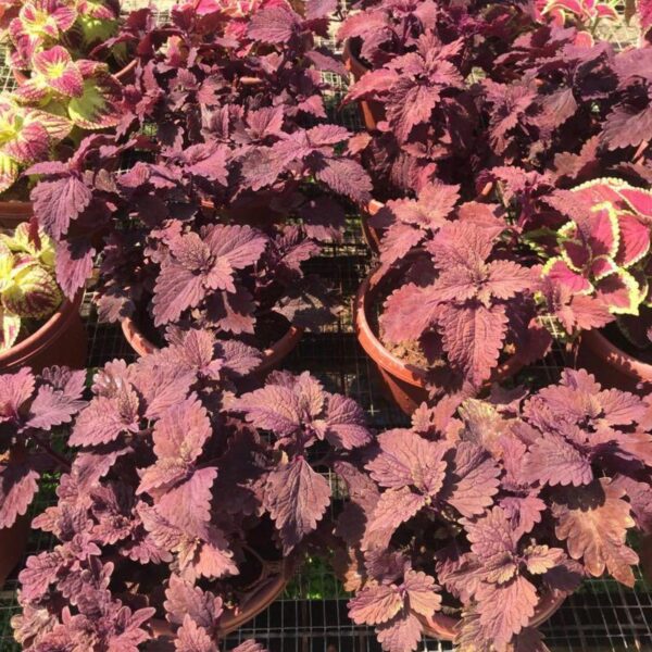Coleus / 彩叶 - Image 3