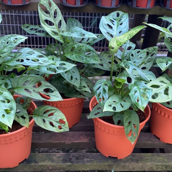 Monstera obliqua - Image 2