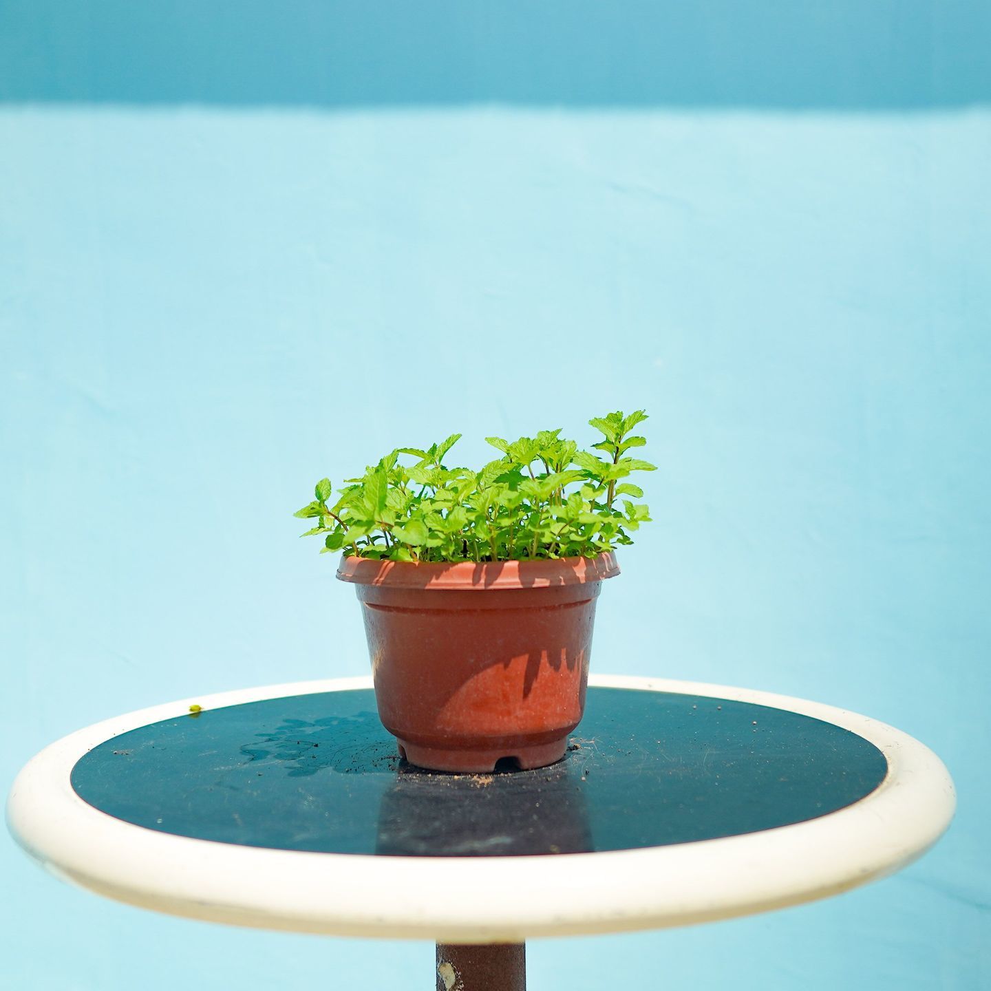 Mint (listed price for 2pots)