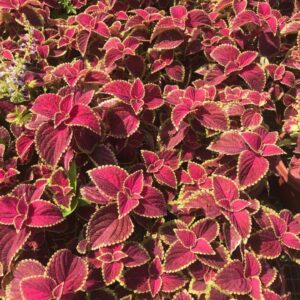 Coleus / 彩叶