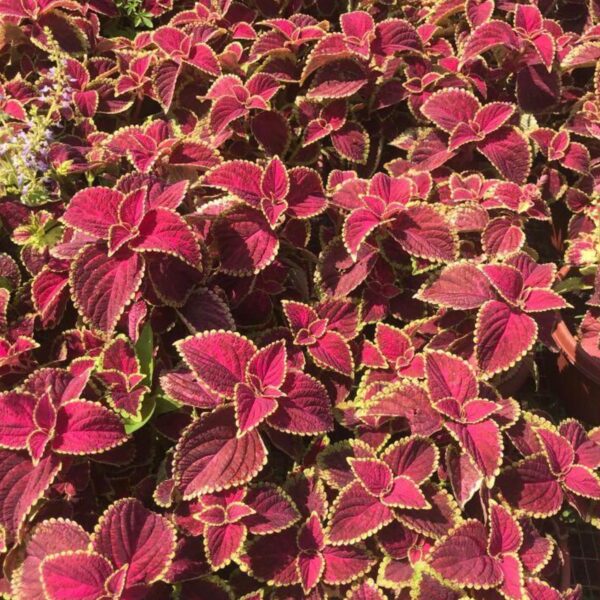 Coleus / 彩叶